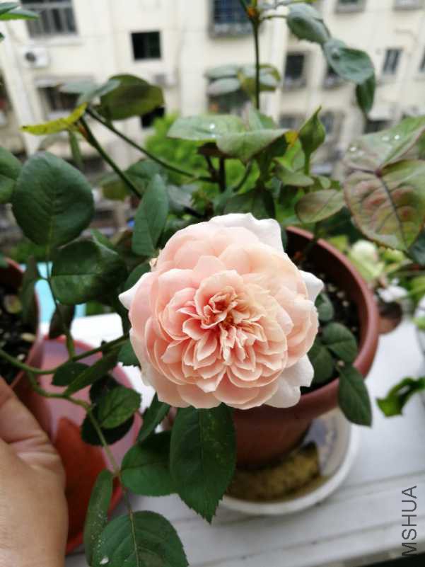 IMG_20180526_113140.jpg