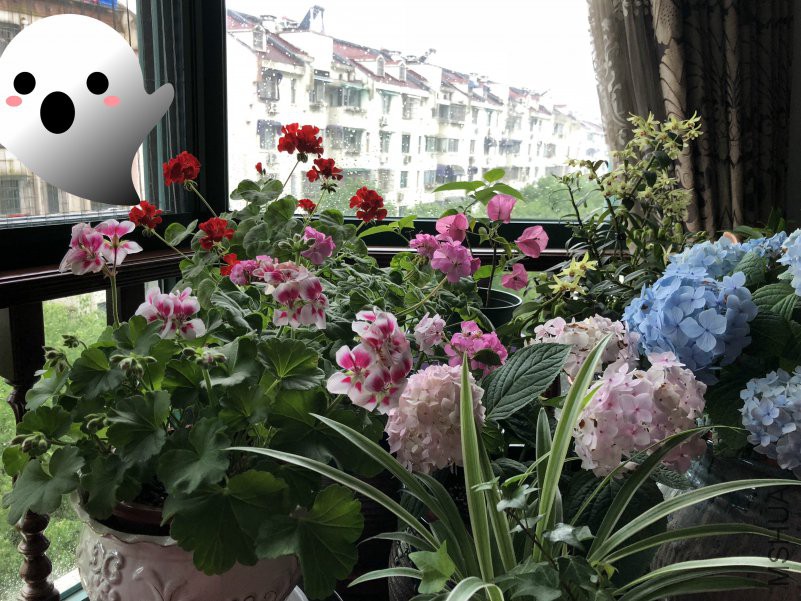 IMG_2077_meitu_1.jpg