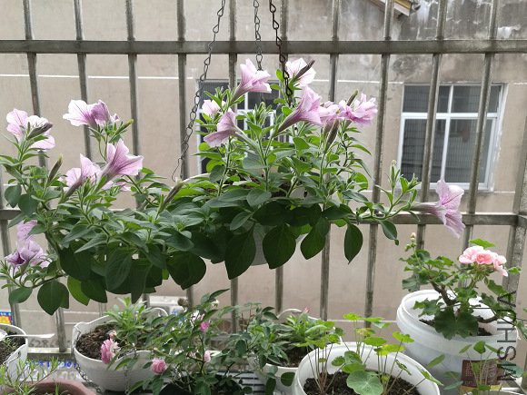 IMG_20180524_070349.jpg