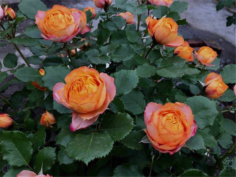 �������� (2).JPG