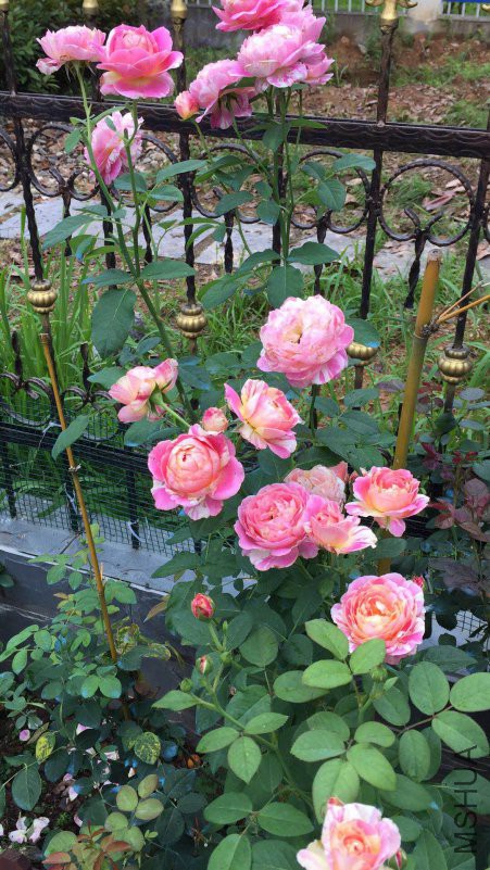 ΢��ͼƬ_20180530083054.jpg