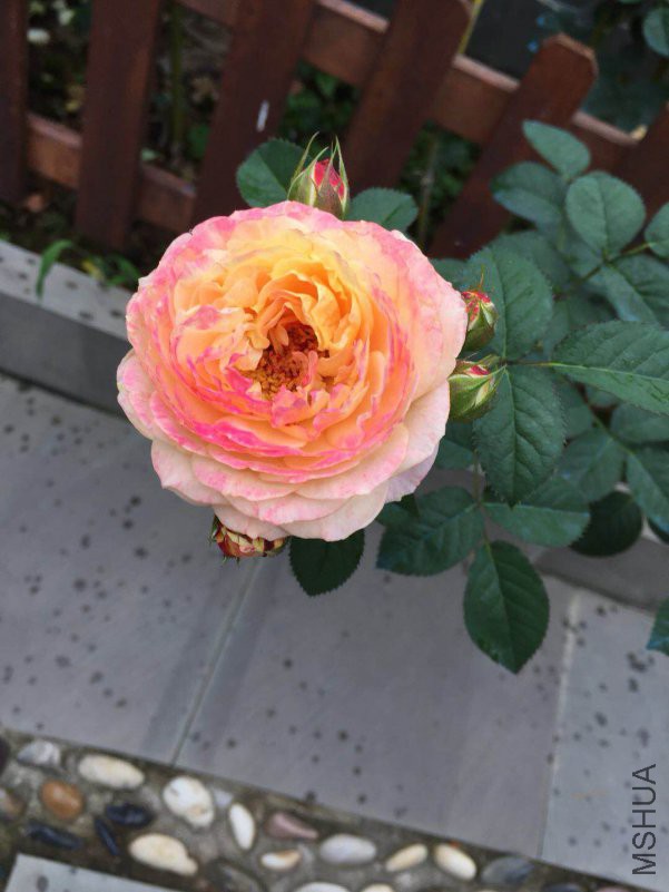 ΢��ͼƬ_20180530083101.jpg