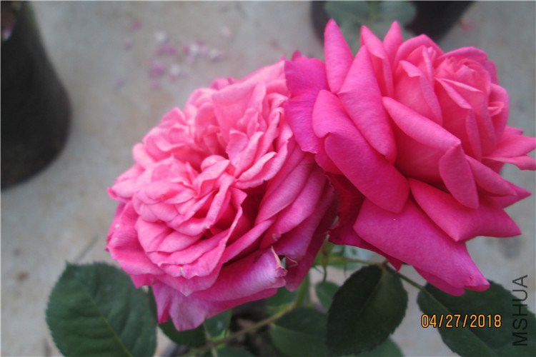 ��Ƭ 077_����.jpg
