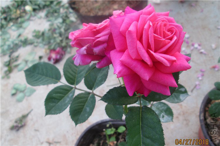��Ƭ 083_����.jpg