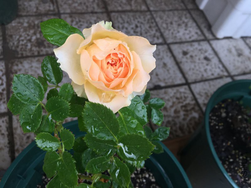 QQͼƬ20180530140529.jpg