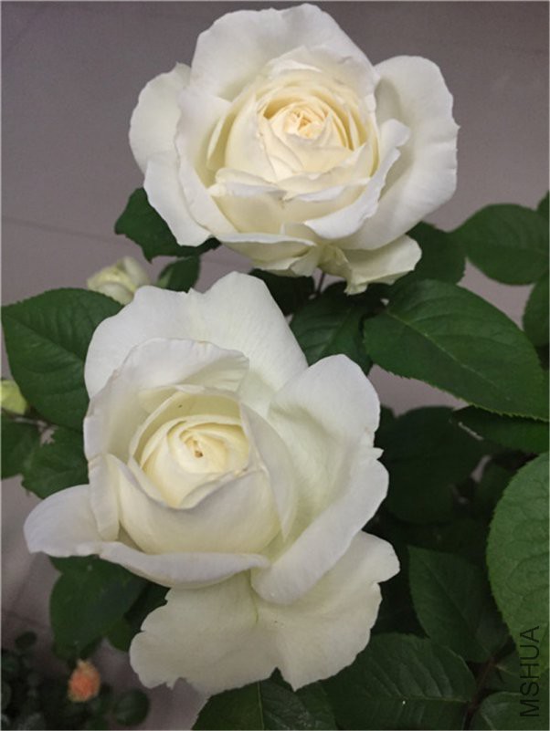 ����֮· (2).JPG