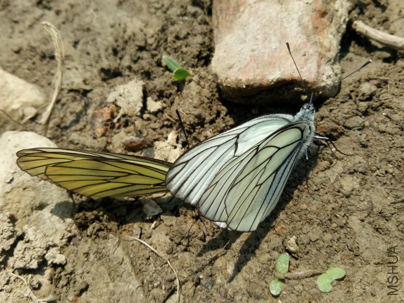 IMG20180602115420.jpg