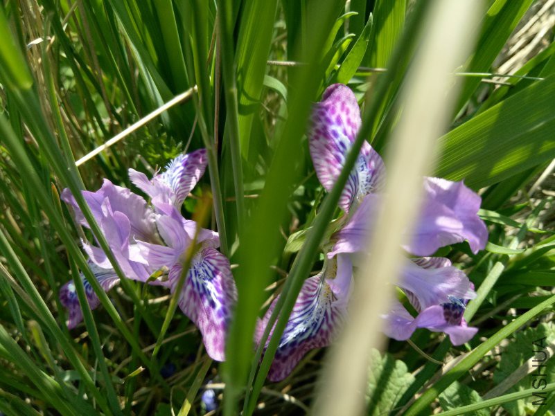 IMG20180602103921.jpg