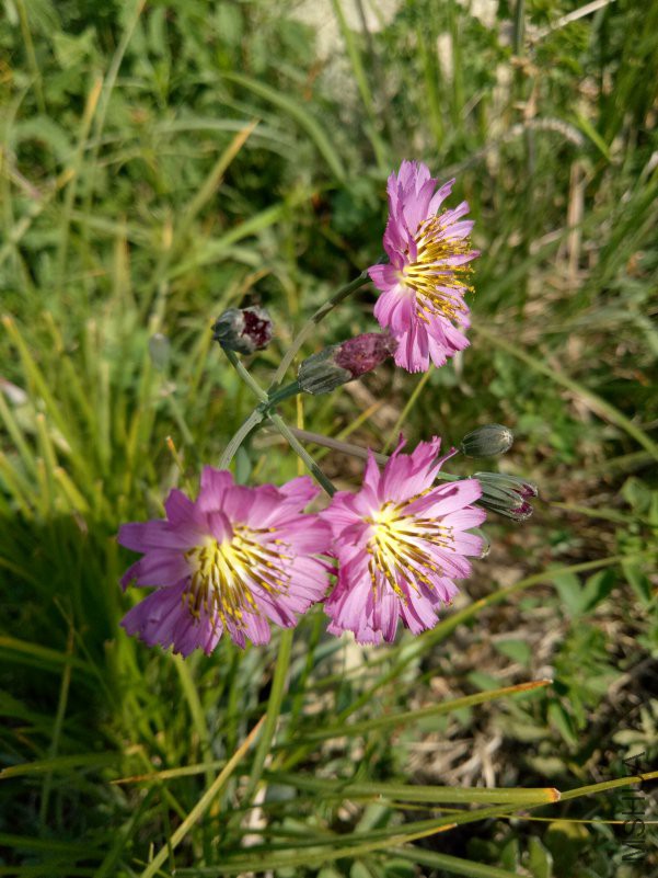 IMG20180602093558.jpg
