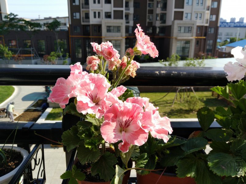 IMG_20180601_154747.jpg