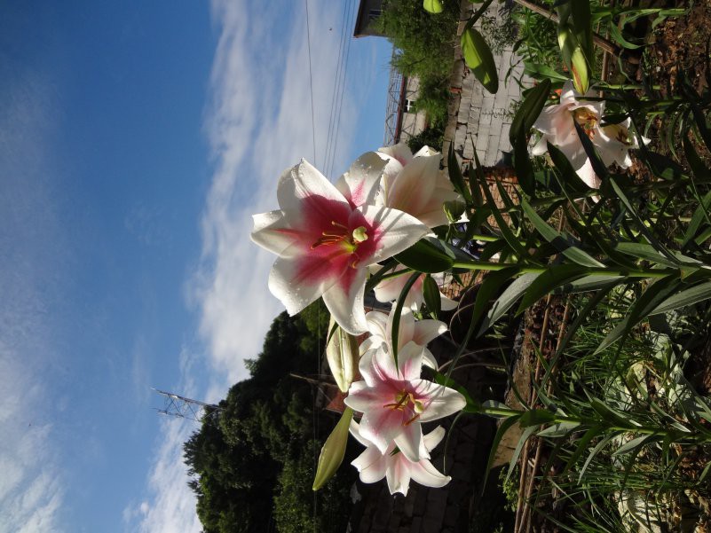 DSC00135.JPG