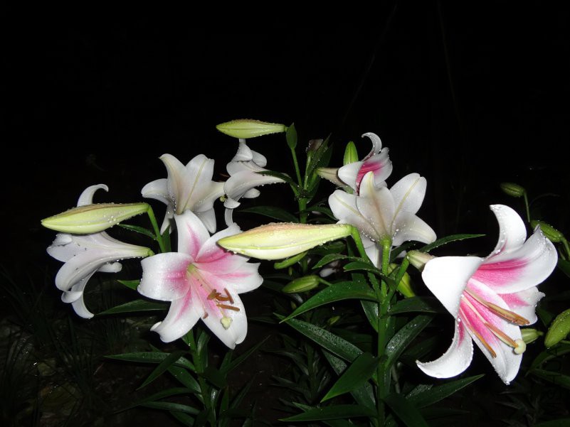 DSC00087.JPG
