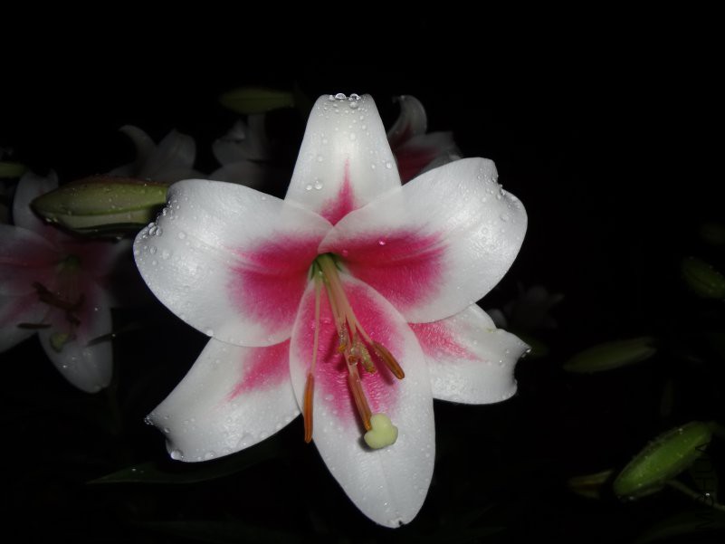 DSC00085.JPG