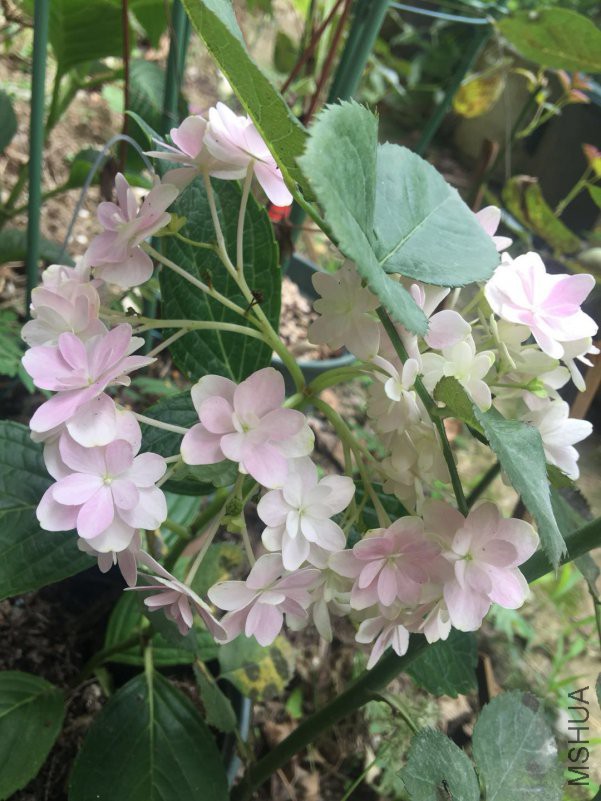 ΢��ͼƬ_20180604082019.jpg