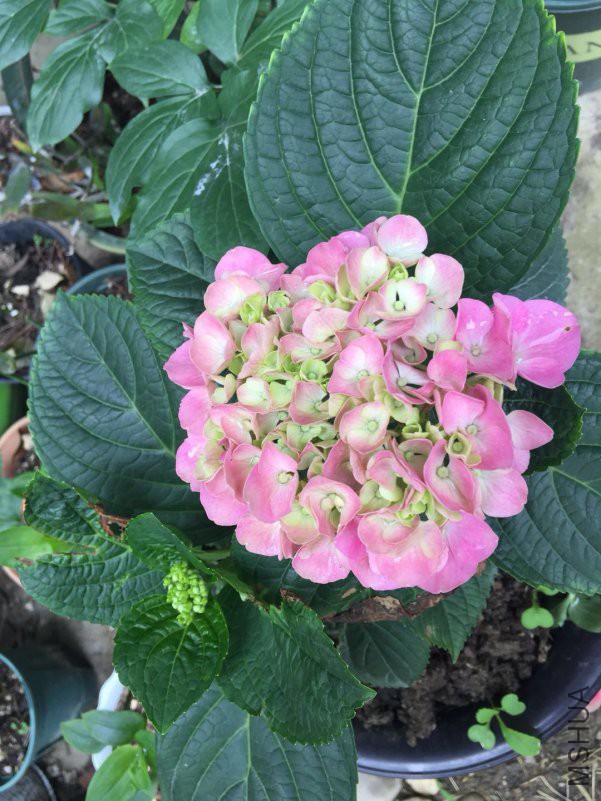 ΢��ͼƬ_20180604082050.jpg