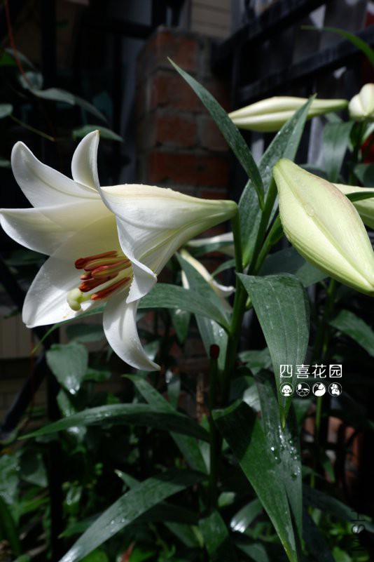 DSCF3331.jpg