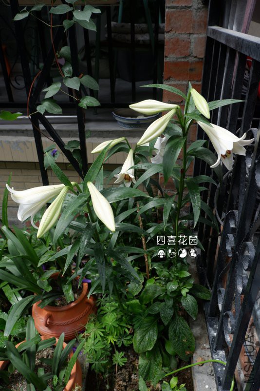 DSCF3333.jpg