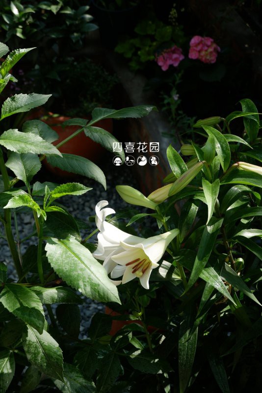 DSCF3347.jpg