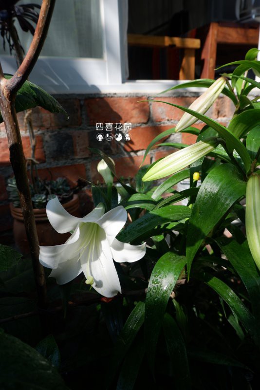 DSCF3355.jpg