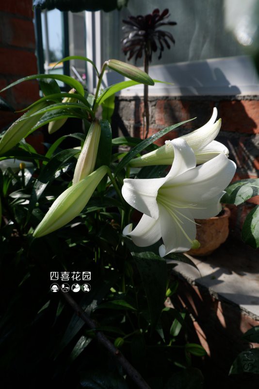 DSCF3354.jpg