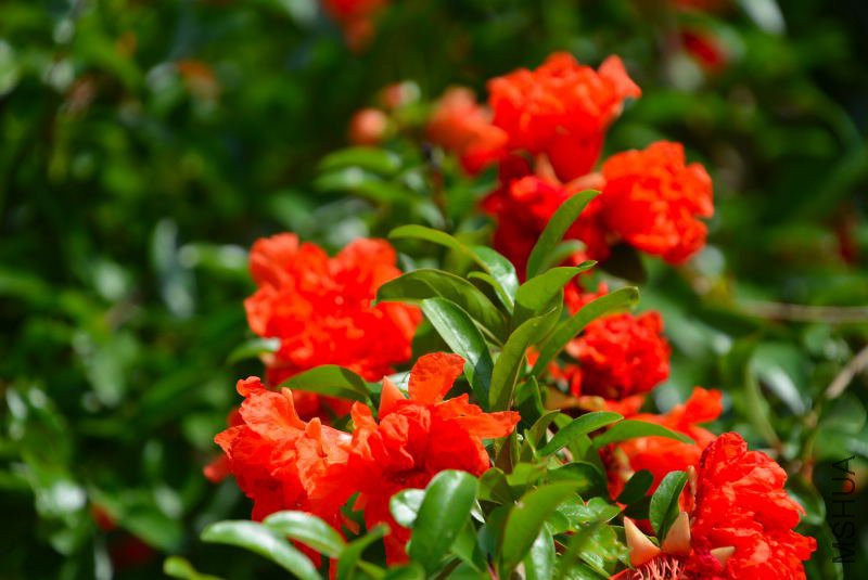 DSC_82930416.JPG