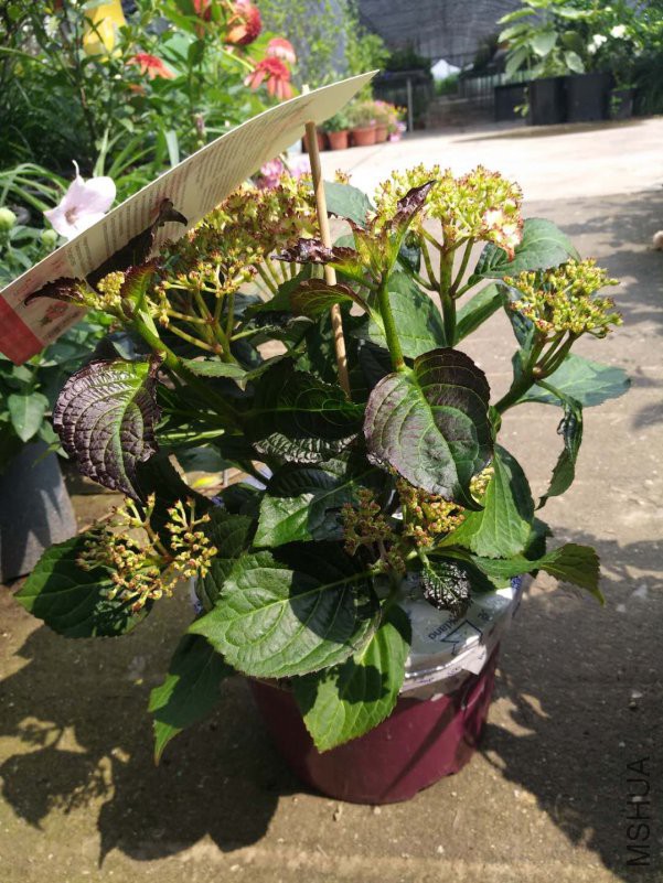 ΢��ͼƬ_20180606154512.jpg