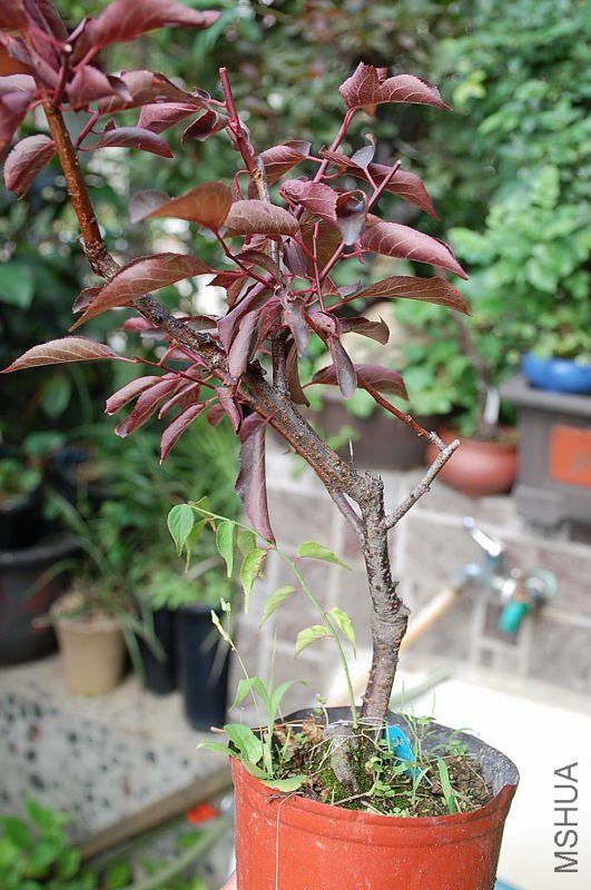 DSC_10390004.JPG