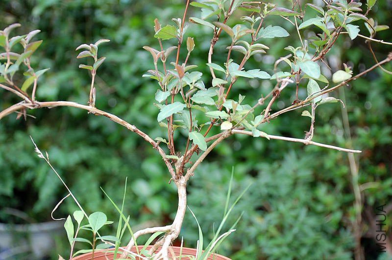 DSC_09810044.JPG