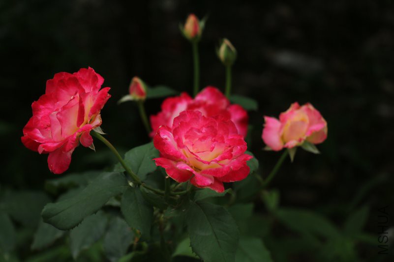 IMG_0700.jpg