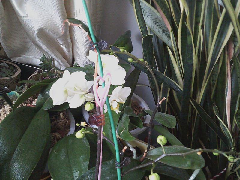 DSCF0003 (2)_����.jpg