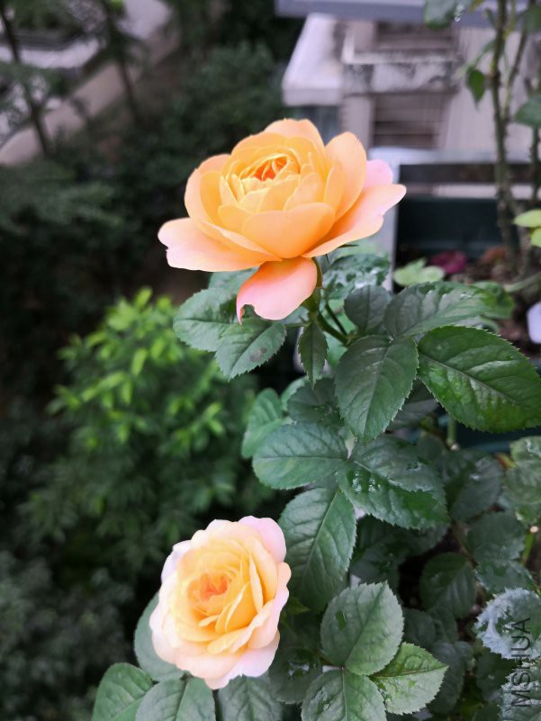 IMG_20180609_085306.jpg