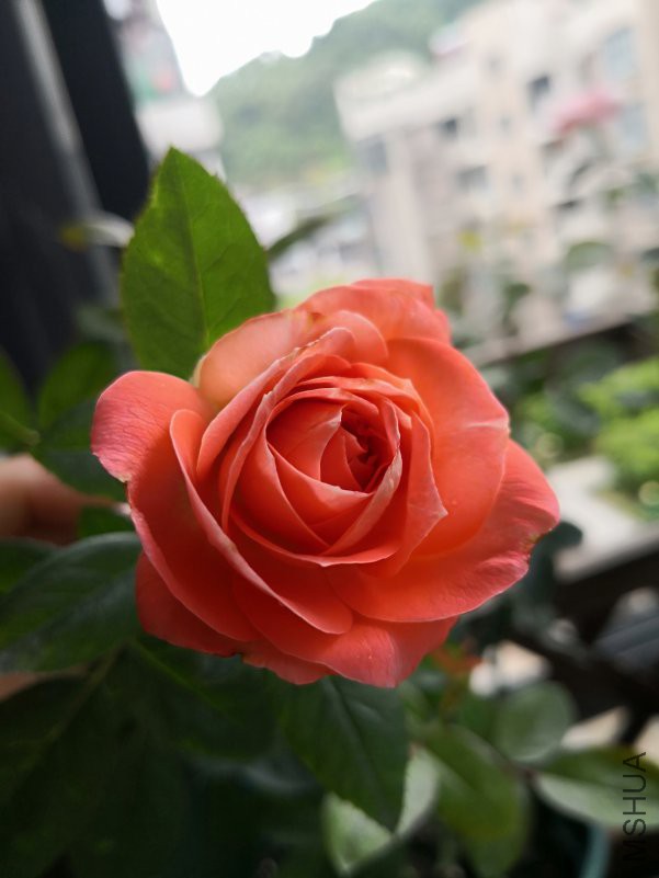 IMG_20180609_085454.jpg