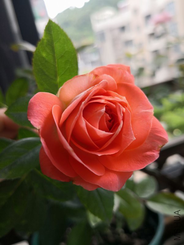 IMG_20180609_085452.jpg