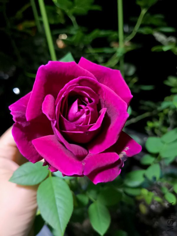 IMG_20180608_204654.jpg