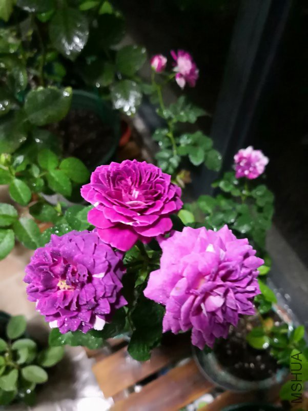 IMG_20180608_204119.jpg