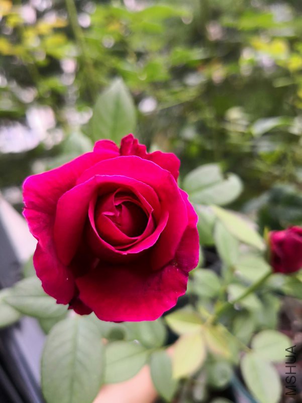 IMG_20180608_062324.jpg