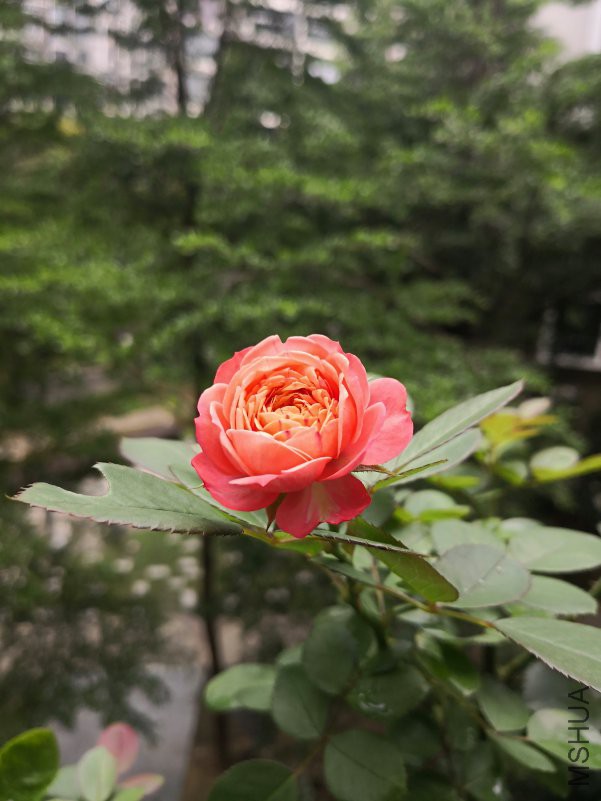 IMG_20180603_102857.jpg