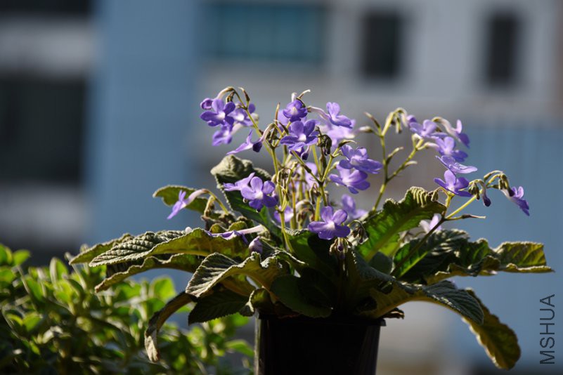 DSC_7716.jpg