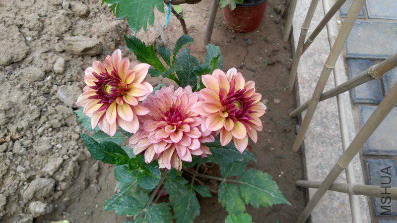 20180612_46 (13).jpg