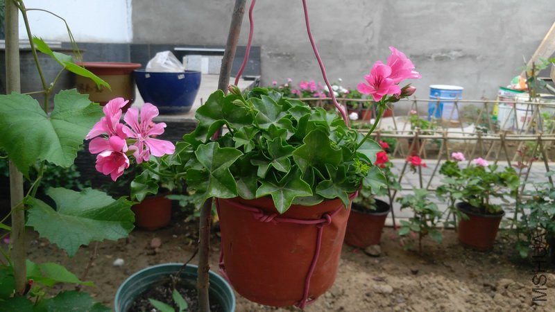 20180612_46 (12).jpg