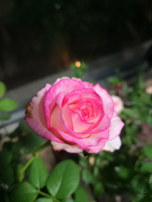 IMG_20180612_191844.jpg