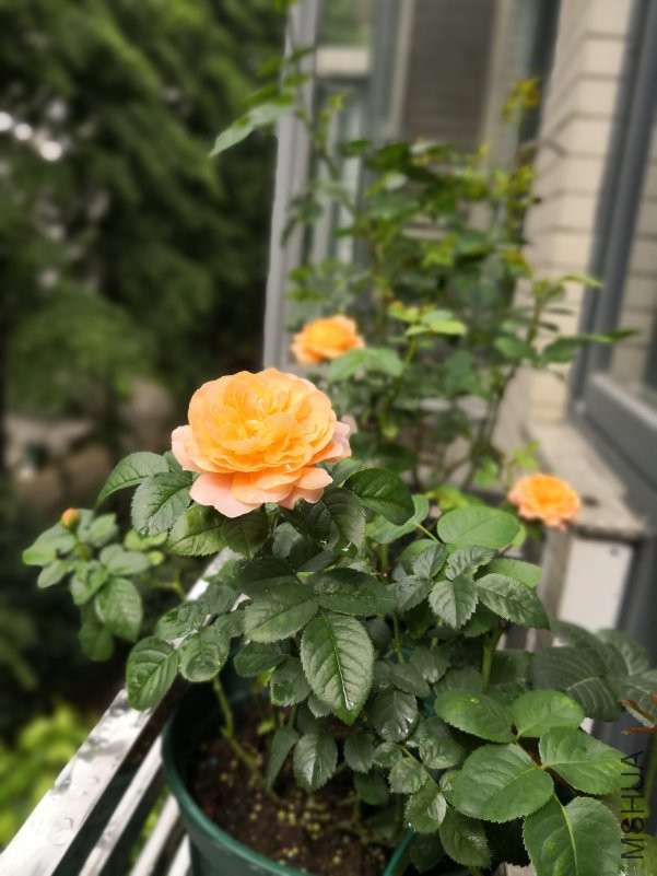 IMG_20180610_145351.jpg