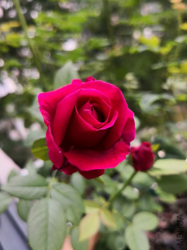 IMG_20180608_062255.jpg