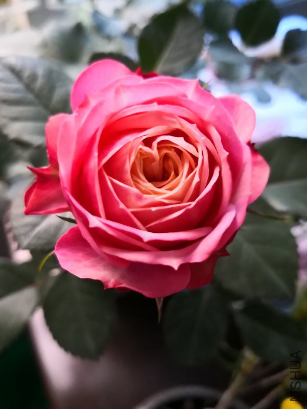 IMG_20180423_172726.jpg