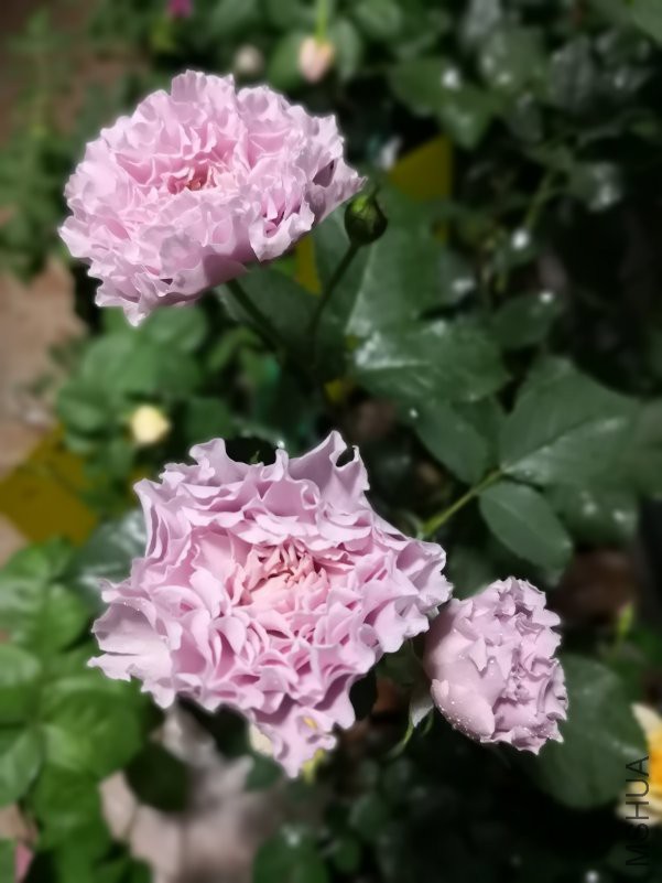 IMG_20180416_194012.jpg