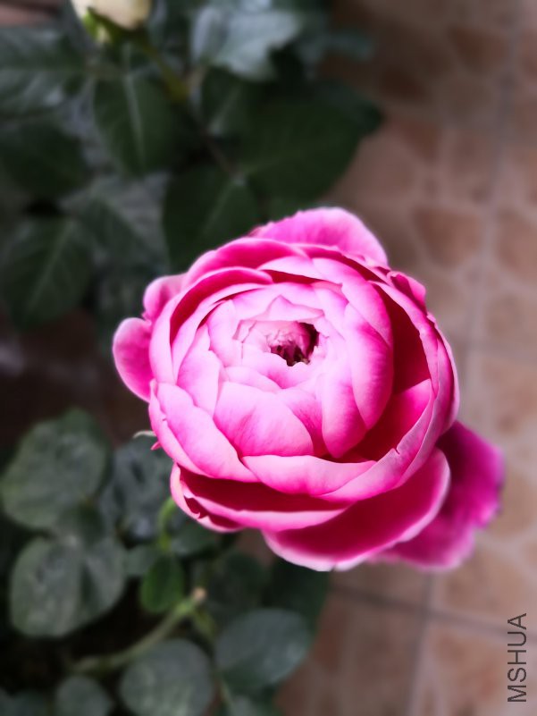 IMG_20180417_061835.jpg