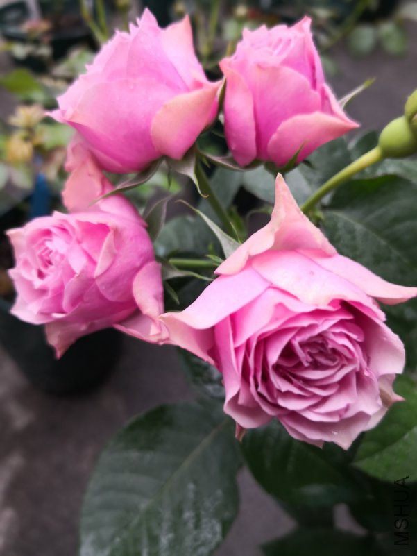 IMG_20180416_081853.jpg