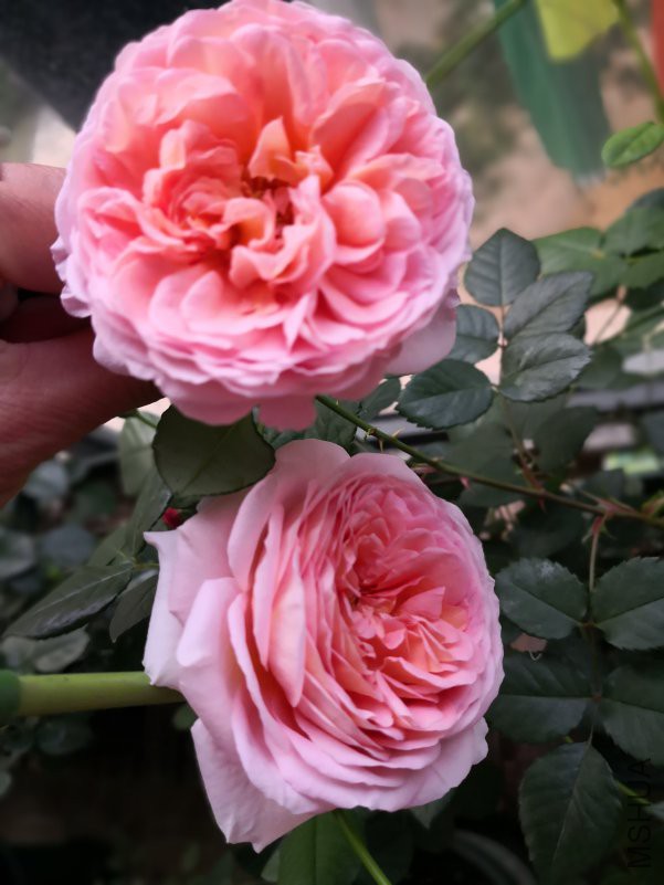 IMG_20180414_080054.jpg