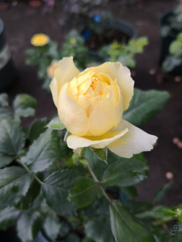 IMG_20180611_080037.jpg