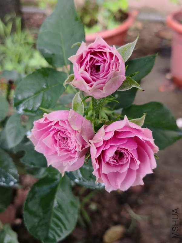 IMG_20180611_075621.jpg